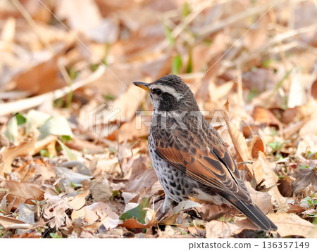 Thrush Thrush 136357149
