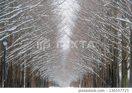 滋賀郡雪景中的水杉樹 136357725