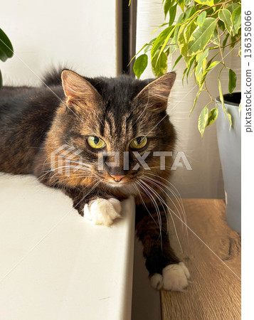 Gray cat lies on the windowsill next to the ficus in a pot. 136358066
