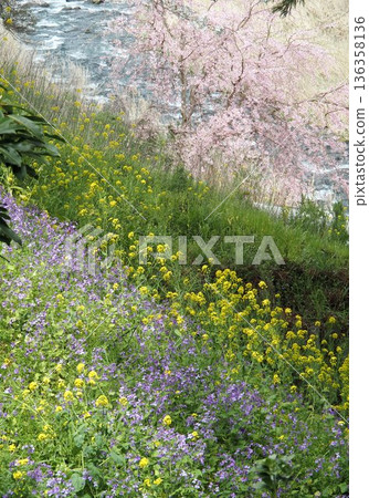 景觀與油菜花和櫻花 136358136