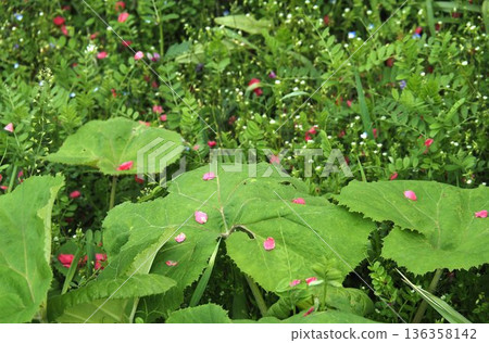 蜂斗菜的葉子和紅色的花瓣 蜂斗菜的葉子和紅色的花瓣 136358142