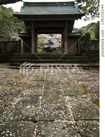 櫻桃花瓣 136358144