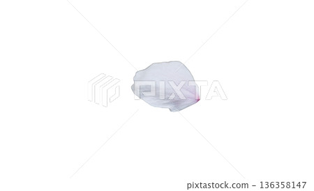 Cherry blossom petals macro transparent background spring image 136358147