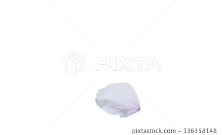 Cherry blossom petals macro transparent background spring image 136358148