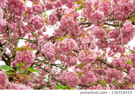 Spring pink cherry blossoms flowers Sakura season 136358419