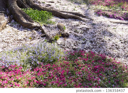 Color of the ground 136358437