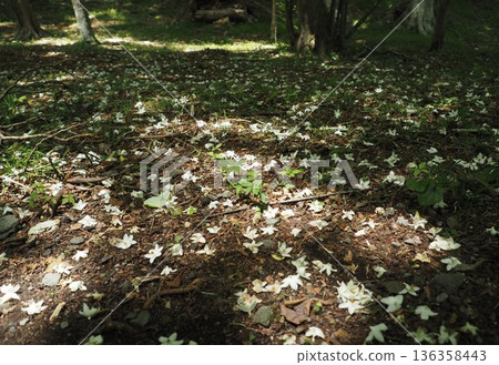 White flowers in the sunlight filtering through the leaves White flowers in the sunlight filtering through the leaves 136358443