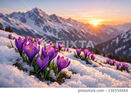 Landscape photograph of vibrant purple crocus flowers in full bloom emerging naturally through a snow-covered hillside in the evening with the sun is setting behind the mountain ridge. 136358468
