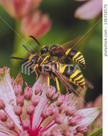Male and female European potter wasps (Ancistrocerus gazella) on a Astrantia flower 136358578