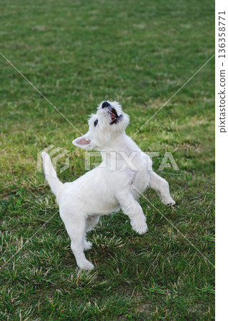 Energetic white Westie terrier jumps on green grass outdoors, playful motion, neutral Cloud Dancer color mood for 2026 136358771