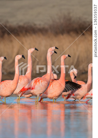 Vertical shot of a large flock of pink flamingos gathered in calm water with soft reflections. Vertical shot of a large flock of pink flamingos gathered in calm water with soft reflections. 136359337