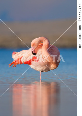 A graceful pink flamingo stands solitary in the calm water and perfect symmetrical reflection. A graceful pink flamingo stands solitary in the calm water and perfect symmetrical reflection. 136359338