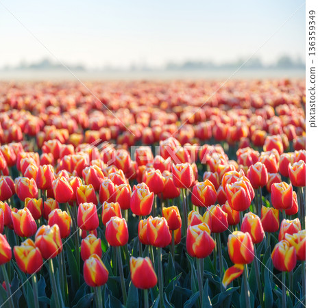 Vibrant tulips blooming in the Dutch countryside during the spring season. 136359349