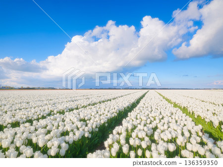 Endless rows of blooming flowers under a bright blue sky with clouds. Endless rows of blooming flowers under a bright blue sky with clouds. 136359350