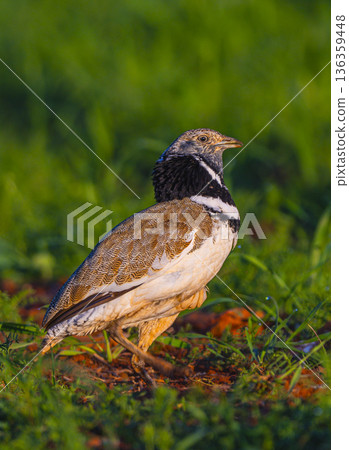 Little Bustard, Spain 136359448