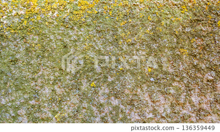 Wall Surface 136359449