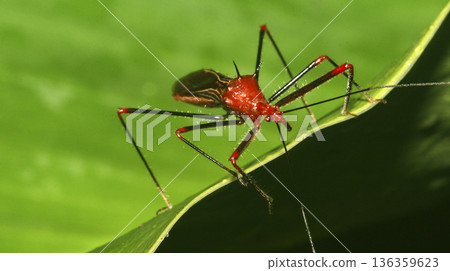 Shield Bug, Amazonia 136359623