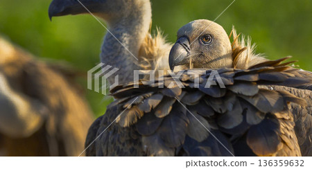 Eurasian Griffon Vulture, Spain Eurasian Griffon Vulture, Spain 136359632