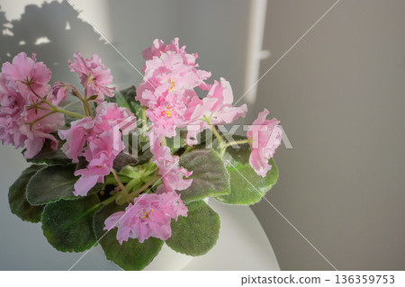 Pink african violet blooming in white pot with natural light Pink african violet blooming in white pot with natural light 136359753