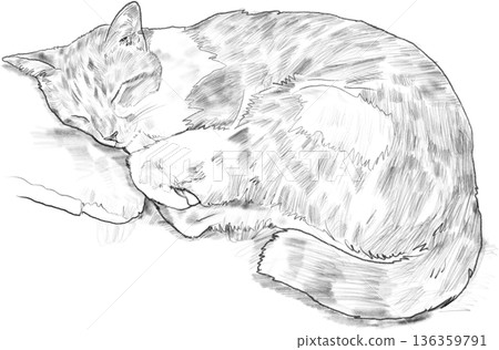 Drawing animal hand drawn sleeping cat curled fur detail cozy line art illustration 136359791