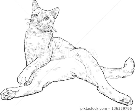 Drawing animal hand drawn relaxed cat sketch with long tail and stretched leg plain backgrounddrawing animal hand drawn 136359796