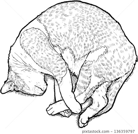 Hand Drawn Lovely Sleeping Cat Line Illustration 136359797