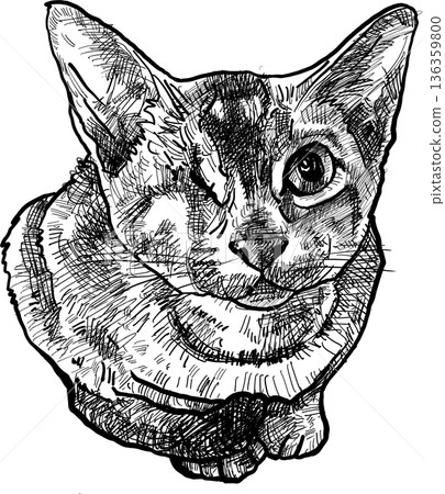 Drawing animal hand drawn cat portrait line art sketch minimal transparency background cute style 136359800