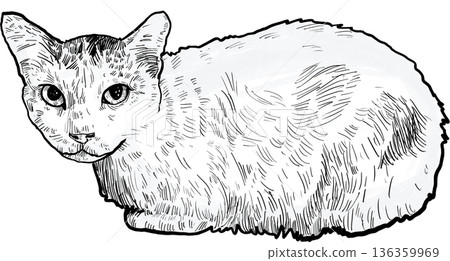 Drawing animal hand drawn cat illustration with fluffy fur texture and calm pet expression in simple black white sketch style 136359969