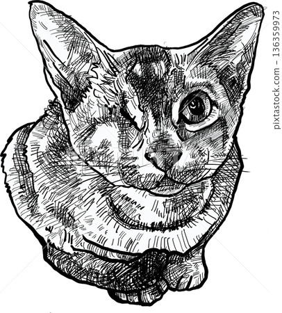 Drawing animal hand drawn cat portrait with one eye detailed ink sketch line art black white illustration emotional calm look 136359973