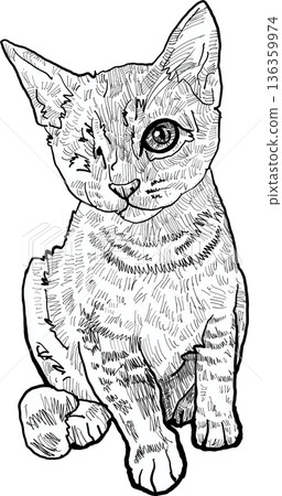Drawing animal hand drawn cat portrait with big eye cute kitten line art sketch style monochrome graphic illustration 136359974