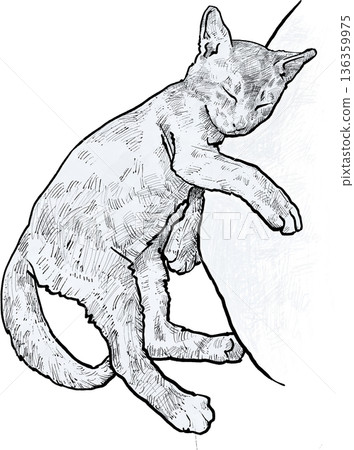 Hand Drawn Sleeping Kitten Illustration Hand Drawn Sleeping Kitten Illustration 136359975