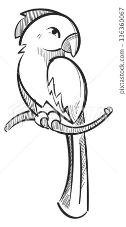 Parrot sketch. Hand drawn bird. Animal doodle Parrot sketch. Hand drawn bird. Animal doodle 136360067