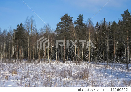Snowy forest, winter natural background. Snowy forest, winter natural background. 136360832