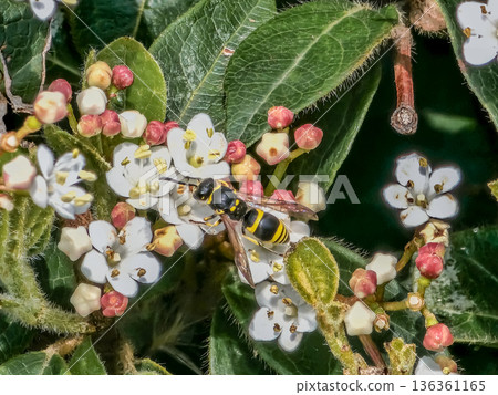 Viburnum Tinus Flowers with Wasp on Blossom Viburnum Tinus Flowers with Wasp on Blossom 136361165