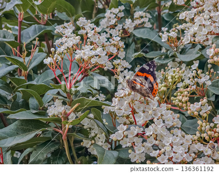 Viburnum Tinus Flowers with Butterfly Viburnum Tinus Flowers with Butterfly 136361192