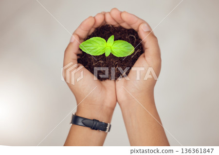 Soil, eco friendly and hands of person with plant for natural planting, agriculture harvest or ecosystem. Top view, sustainability or farmer with dirt, earth or leaf seedling for environment growth Soil, eco friendly and hands of person with plant for natural planting, agriculture harvest or ecosystem. Top view, sustainability or farmer with dirt, earth or leaf seedling for environment growth 136361847