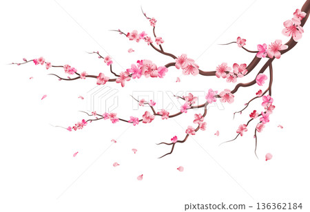 Sakura branch. Pink flowers blooming. Cherry tree Sakura branch. Pink flowers blooming. Cherry tree 136362184