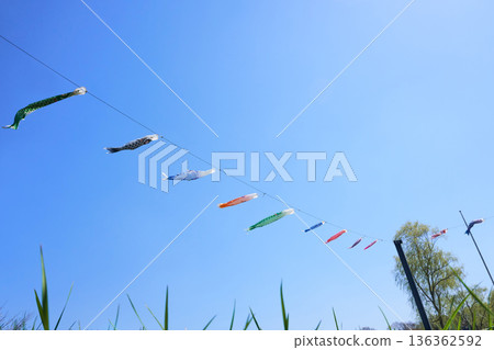 晴朗的一天，鯉魚擬餌在水中游動 136362592