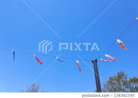 晴朗的一天，鯉魚擬餌在水中游動 136362595