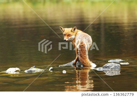 Rex fox (Vulpes vulpes) male in river. Male of red fox in the river with stones. Animal in nature habitat, Czech republic 136362779