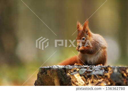 Cute red squirrel. Sciurus vulgaris. Portrait of a red squirrel in autumn season. Cute animal sitting on the tree stump. Animal in nature habitat, Czech republic 136362780