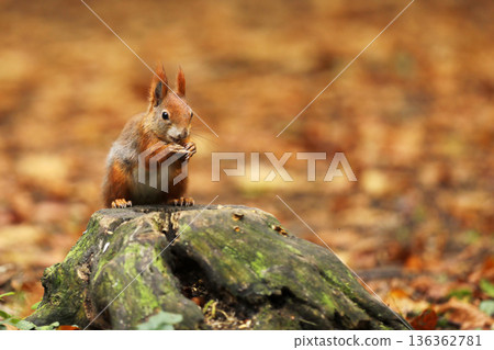 Cute red squirrel. Sciurus vulgaris. Portrait of a red squirrel in autumn season. Cute animal sitting on the tree stump. Animal in nature habitat, Czech republic 136362781