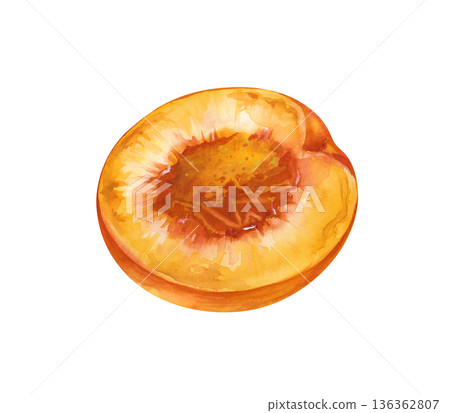 Half of a juicy peach without a stone on an isolated background. Botanical watercolor illustration. Realistic clipart of a piece of orange fruit. 136362807