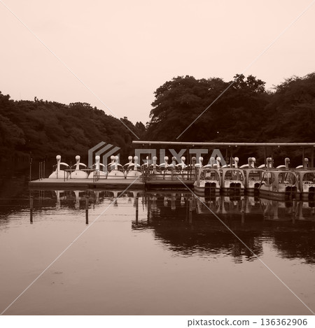 井之頭池的船塢和寧靜的水岸景色 136362906