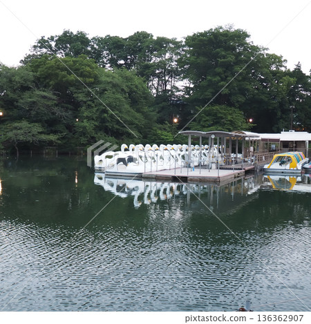 井之頭池的船塢和寧靜的水岸景色 136362907