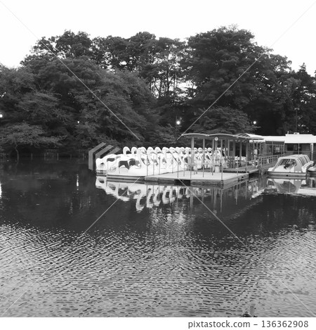井之頭池的船塢和寧靜的水岸景色 136362908