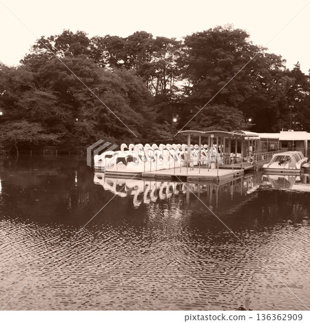 Boat dock and tranquil waterfront scenery at Inokashira Pond 136362909