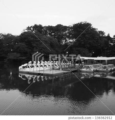 井之頭池的船塢和寧靜的水岸景色 136362912