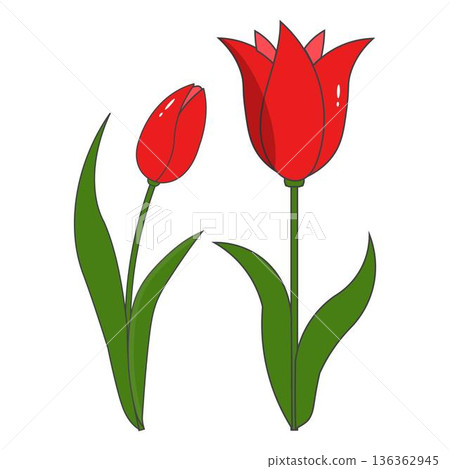 Tulip Blossom Clipart Spring Floral Design 136362945