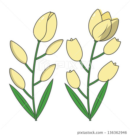 Tulip Blossom Clipart Spring Floral Design 136362946